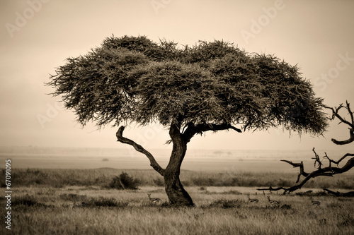 Lone acacia tree with gazelles in sepia photo