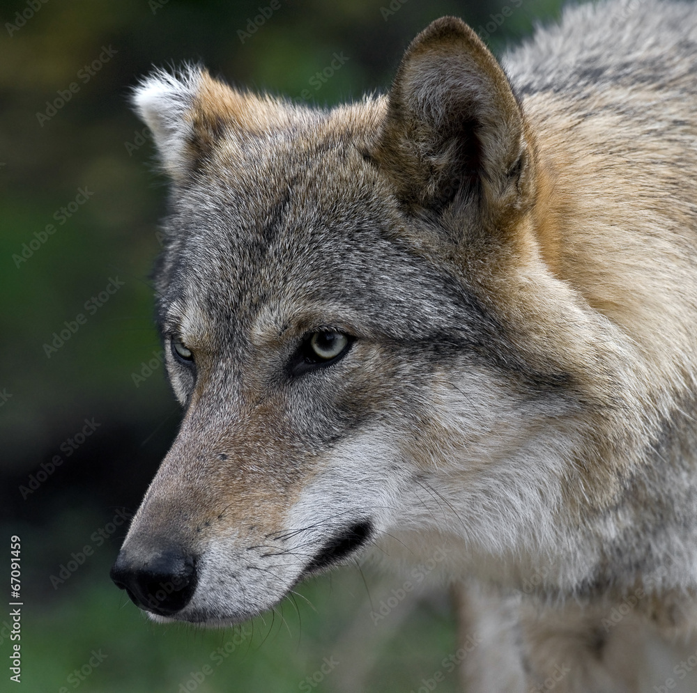 Fototapeta premium Grey wolf