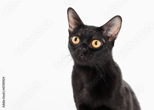 black traditional bombay cat on white background