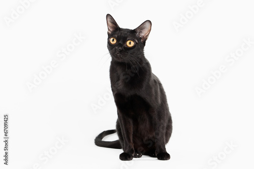 black traditional bombay cat on white background