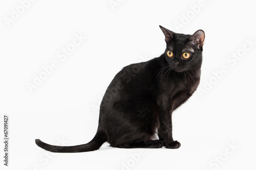 black traditional bombay cat on white background