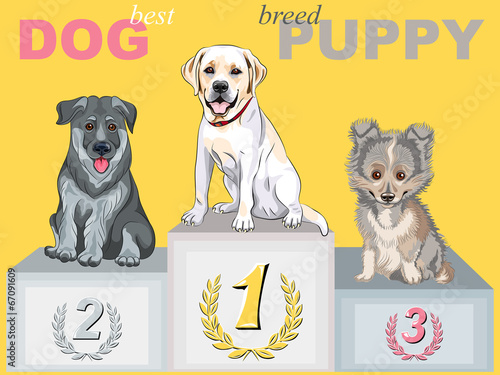 vector happy puppy dog champion on the podium
