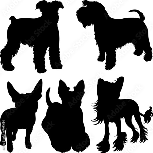 vector silhouettes of terrier dogs in the rack