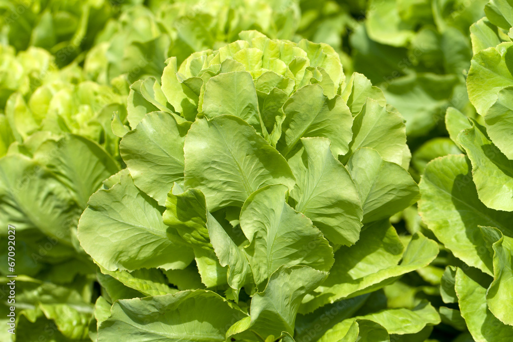 Field of Green Frisee lettuce growing in rows Field of Green Frisee lettuce growing in rows