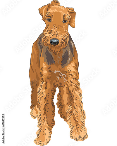 vector sketch dog Airedale Terrier breed