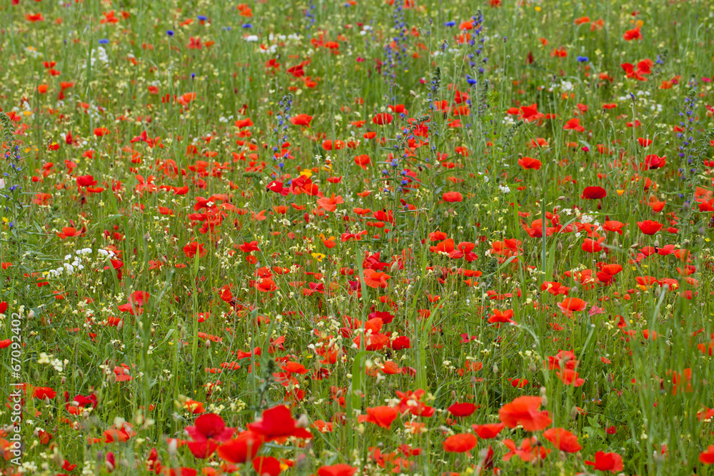 the picturesque landscape with red poppies among the meadow