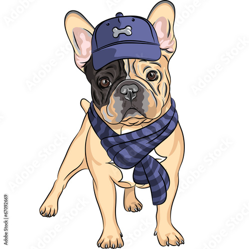 vector funny cartoon hipster dog  French Bulldog breed