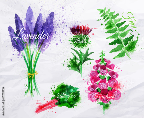 Fototapeta Naklejka Na Ścianę i Meble -  Flower grass lavender, thistle, foxgloves, fern, rhubarb