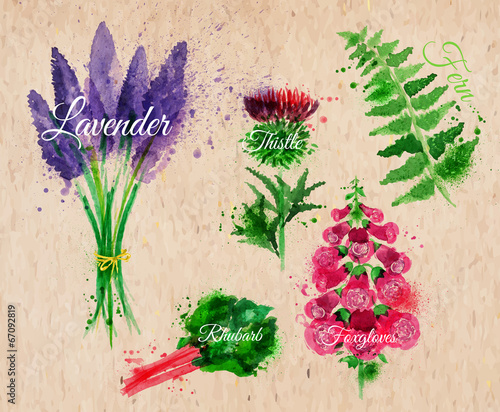 Fototapeta Naklejka Na Ścianę i Meble -  Flower grass lavender, thistle, foxgloves, fern, rhubarb kraft