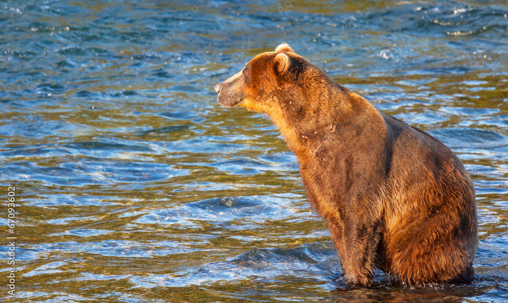 Bear Bear