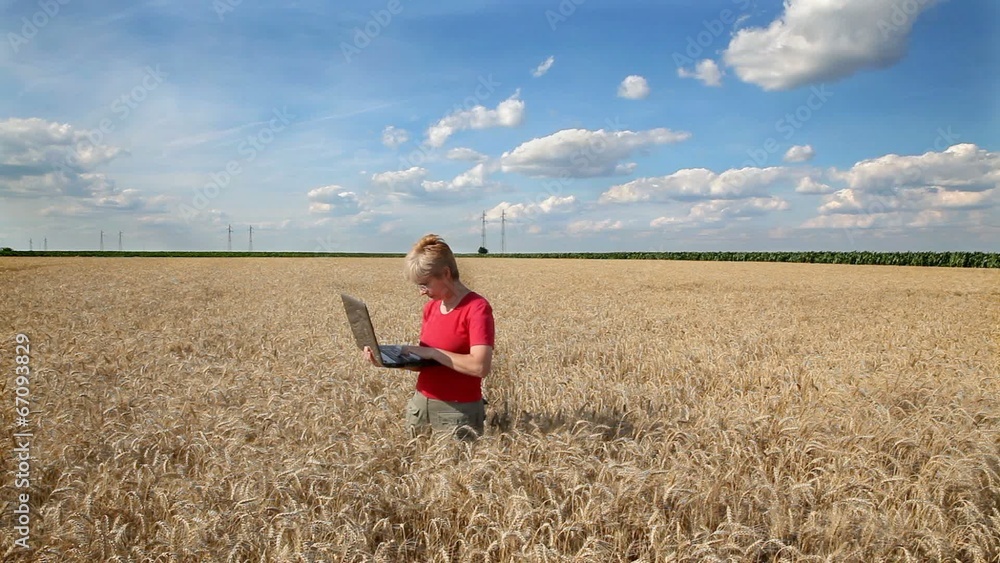 Agricultural expert inspect quality of wheat using laptop Agricultural expert inspect quality of wheat using laptop