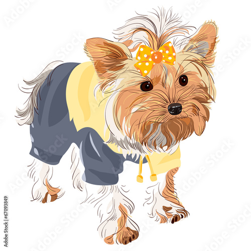 vector pedigreed dog Yorkshire terrier