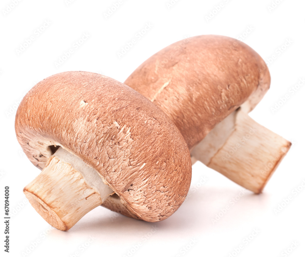 Brown champignon mushroom Brown champignon mushroom