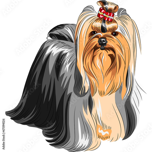 vector pedigreed dog Yorkshire terrier