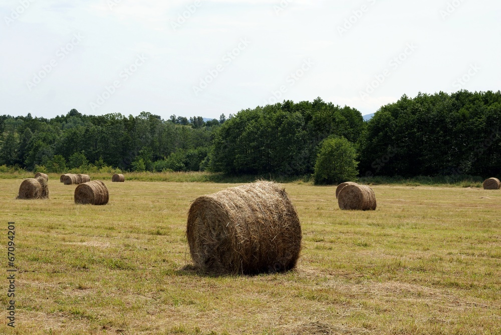 drying hay on meadow