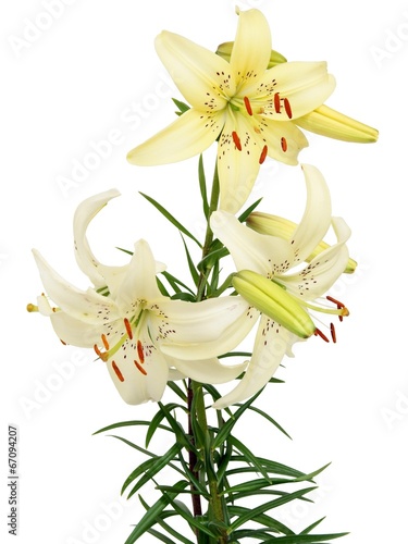 white and yellow lilies photo