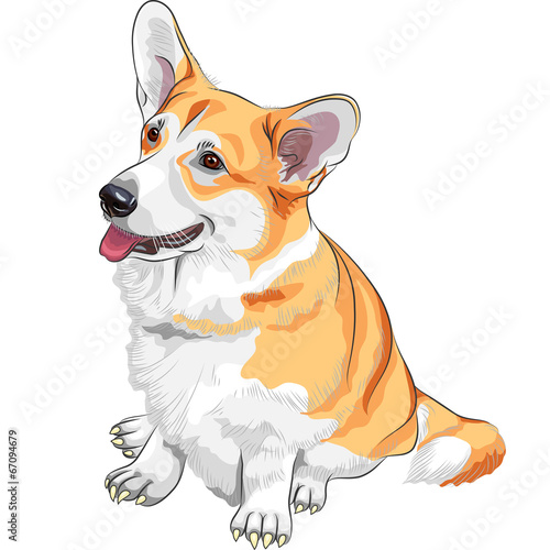 vector sketch dog Pembroke Welsh corgi smiling