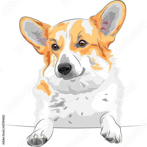 vector sketch dog Pembroke Welsh corgi smiling