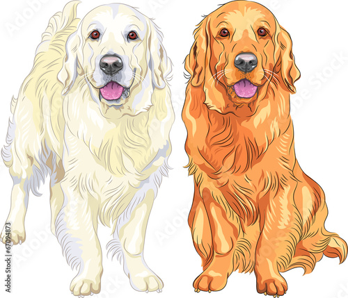 vector sketch two dog breed Golden Retriever
