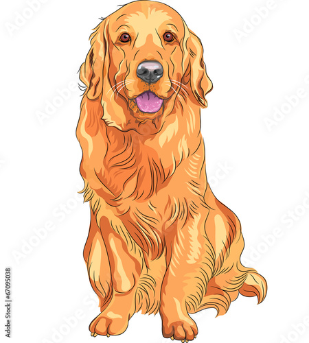 vector sketch red gun dog breed Golden Retriever