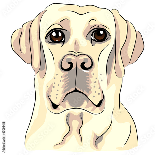 vector color sketch dog breed white labrador retrievers closeup