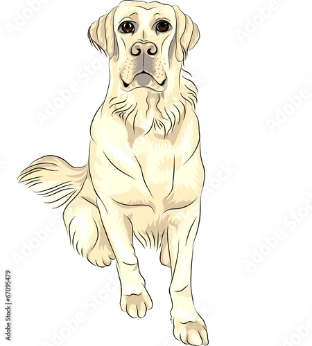 vector color sketch dog breed white labrador retrievers sitting