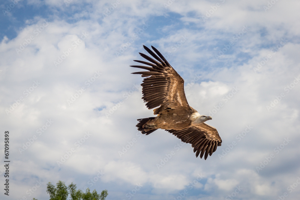 Obraz premium Le vol des rapaces du Bal des Oiseaux Fantômes du Puy du Fou