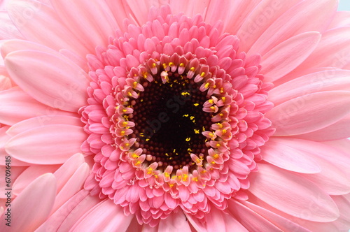 Close up of pink flower