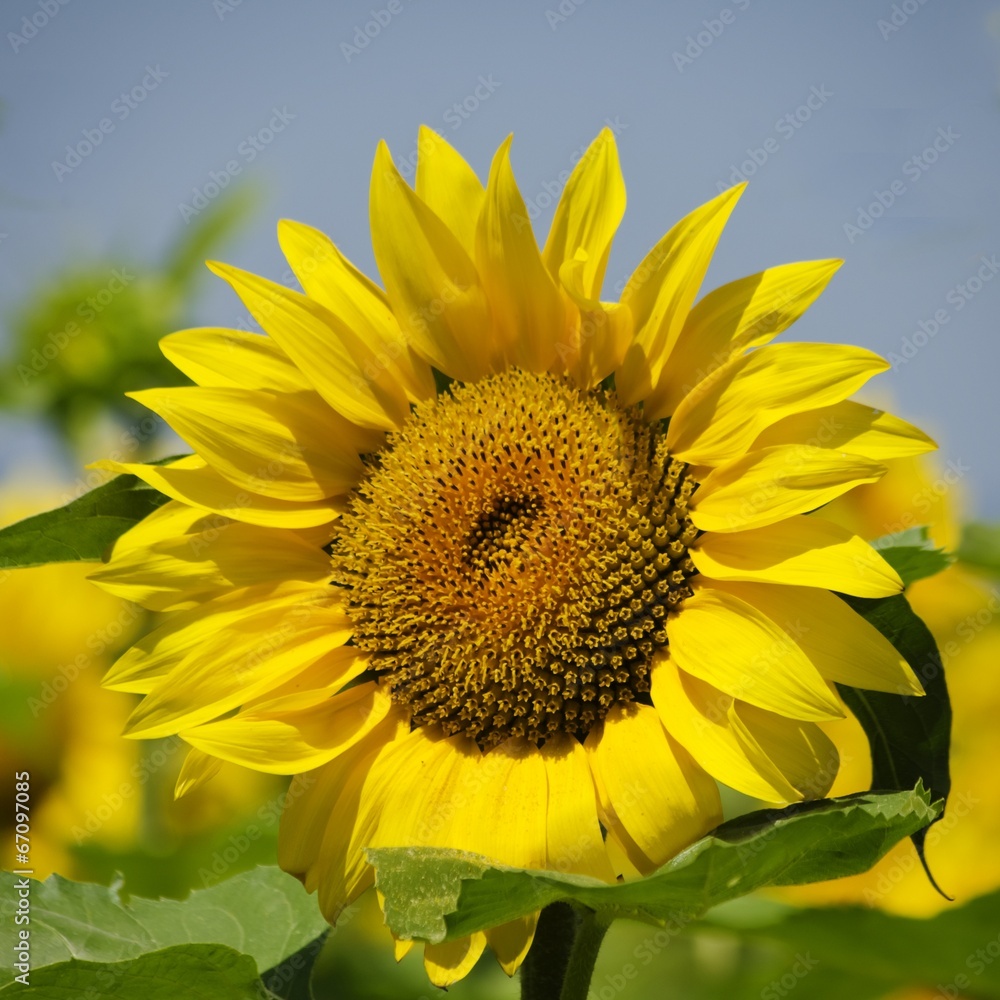 Naklejka premium Sunflower