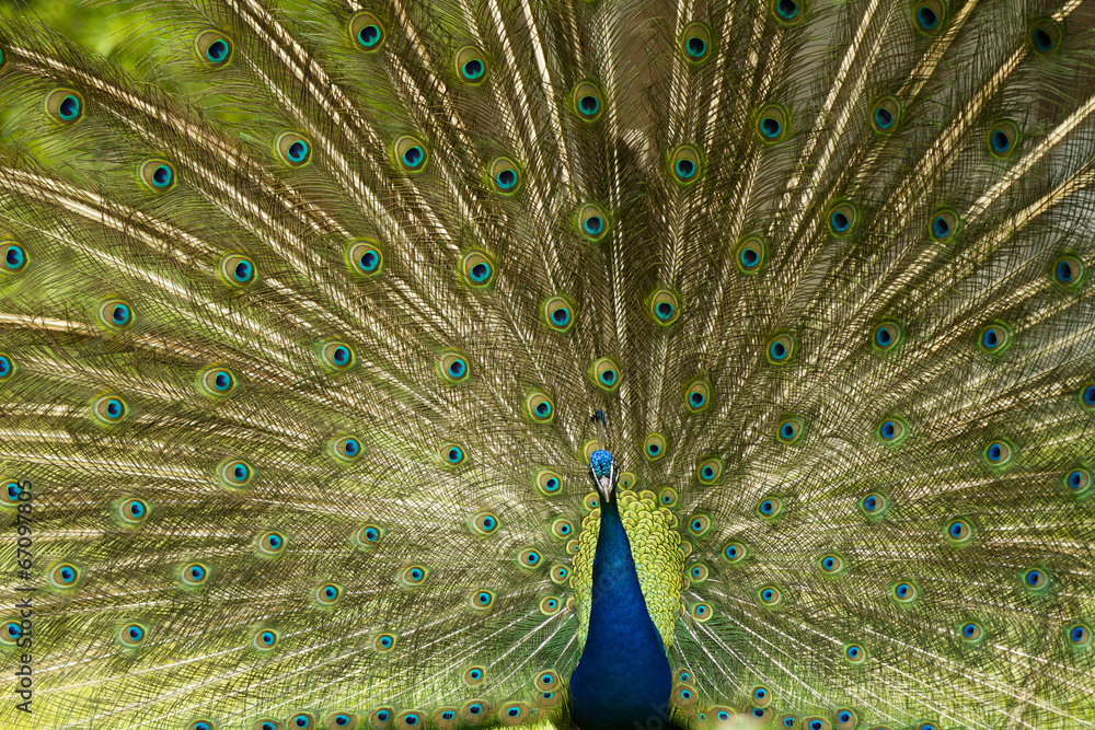 Obraz premium peafowl