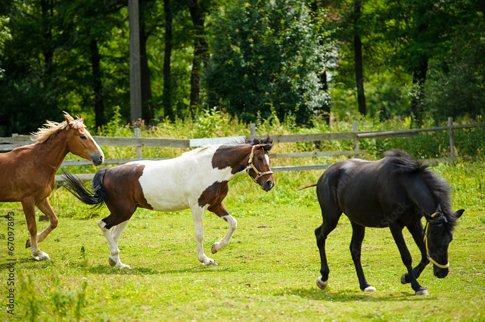 Running horse in meadow. Summer day Running horse in meadow. Summer day
