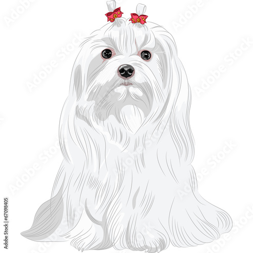 vector serious white dog Maltese breed sitting