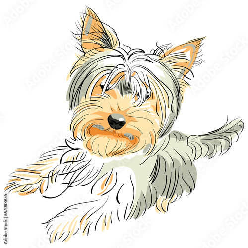 vector pedigreed dog Yorkshire terrier