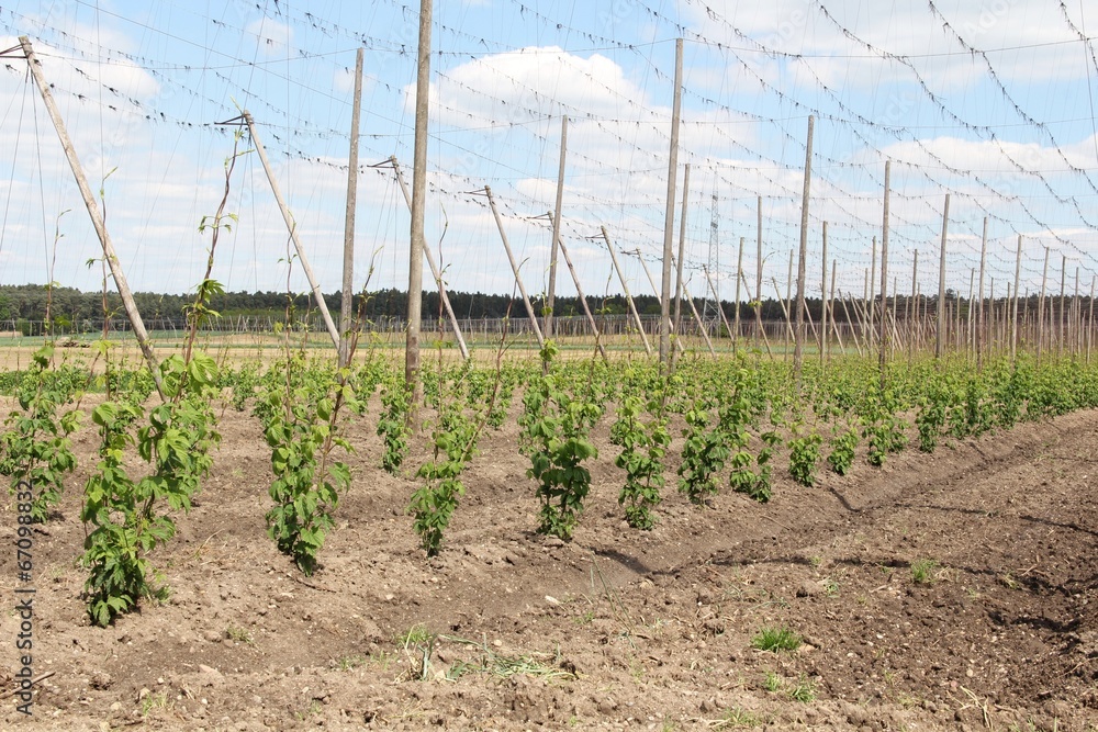 Hopfengarten StockFoto Adobe Stock