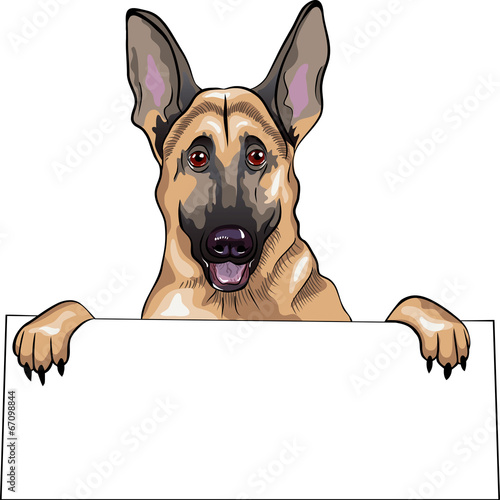 vector color sketch dog German shepherd breed smile