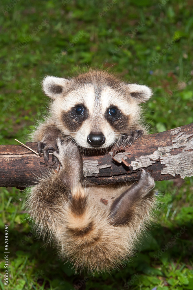 Fototapeta premium Hang On