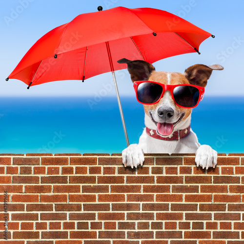 Fototapeta Naklejka Na Ścianę i Meble -  summer vacation dog