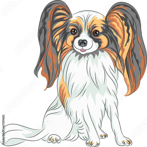 vector pedigreed dog Papillon breed