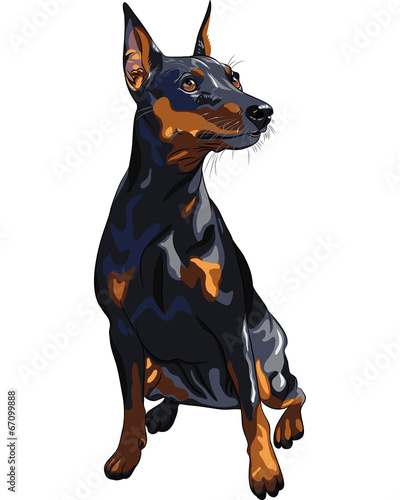 vector dog serious Miniature Pinscher breed sitting