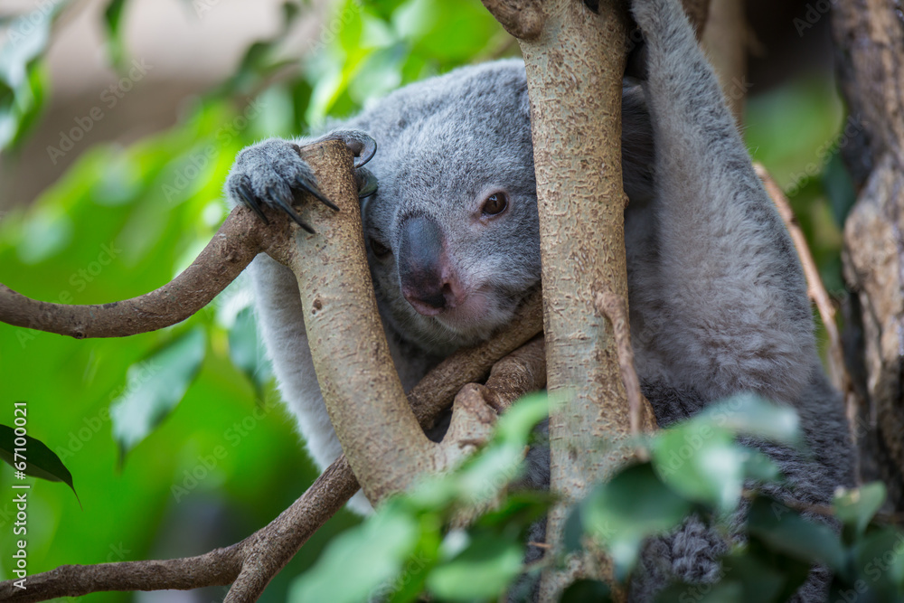 Obraz premium Koala on a tree with bush green background