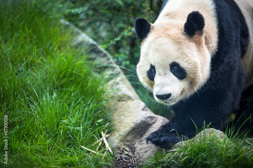 Fototapeta Naklejka Na Ścianę i Meble -  Giant panda (Ailuropoda melanoleuca)