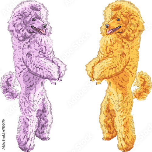 vector two dogs Poodle breed standing on his hind legs