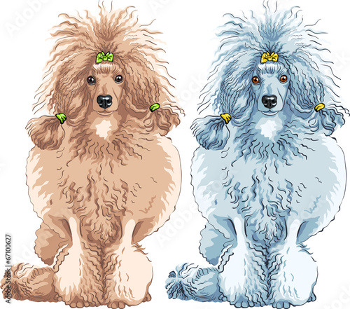 vector dog  Poodle breed sitting