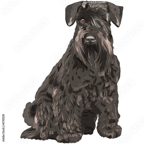 vector black Miniature Schnauzer dog sitting