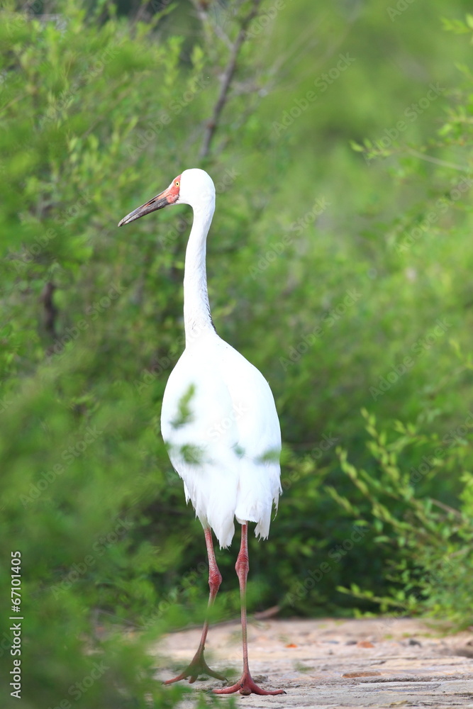 Naklejka premium Siberian Crane (Grus leucogeranus) in North China 