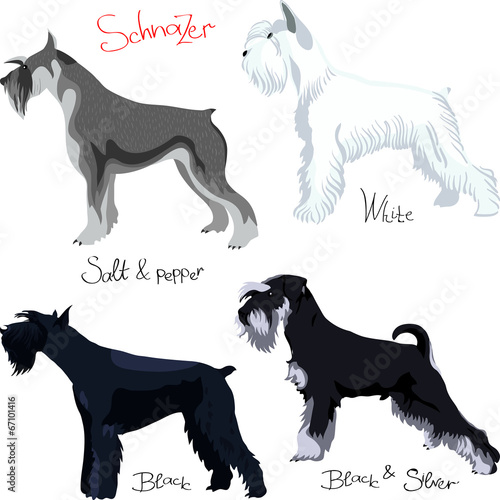 vector set of purebred dogs of different colors Schnauzer