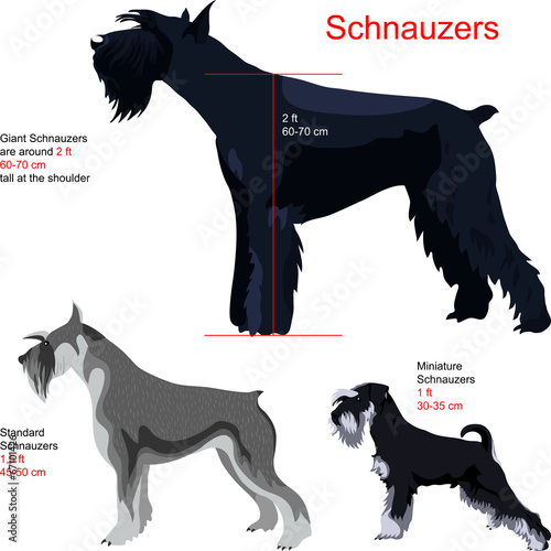 vector set Schnauzers