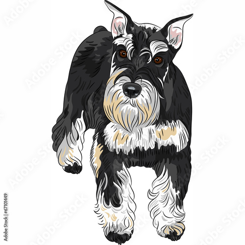 Vector dog breed Miniature Schnauzer black and silver color