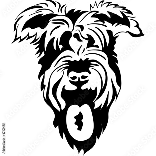 vector sketch of purebred dogs Schnauzer