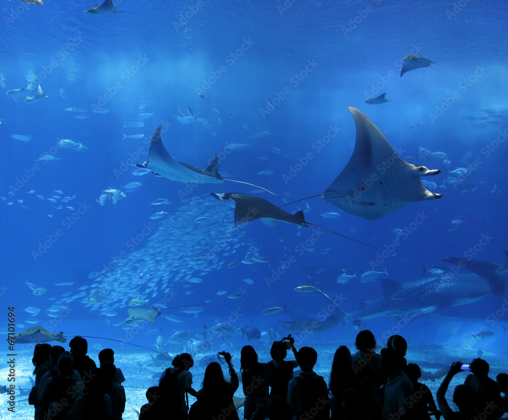 Fototapeta premium aquarium window in Okinawa, Japan